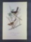 Audubon First Edition Octavo Print Plate No. 195 Towhe Ground Finch