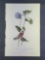 Audubon First Edition Octavo Print Plate No. 198 Grey-crowned Purple Finch