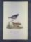 Audubon First Edition Octavo Print Plate No. 202 Prairie Lark-Finch