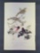 Audubon First Edition Octavo Print Plate No. 205 Rose-breasted Song-Grosbeak