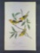 Audubon First Edition Octavo Print Plate No. 210 Louisiana Tanager