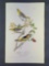 Audubon First Edition Octavo Print Plate No. 218 Bullock's Troopial