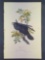 Audubon First Edition Octavo Print Plate No. 224 Raven