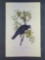 Audubon First Edition Octavo Print Plate No. 225 Common American Crow