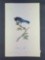Audubon First Edition Octavo Print Plate No. 230 Stellers Jay