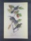 Audubon First Edition Octavo Print Plate No. 234 Canada jay