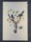 Audubon First Edition Octavo Print Plate No. 237 Loggerhead Shrike