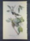 Audubon First Edition Octavo Print Plate No.241 Warbling Vireo or Greenlet