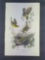 Audubon First Edition Octavo Print Plate No. 244 Yellow-breasted Chat