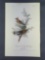 Audubon First Edition Octavo Print Plate No.246 Cedar bird or Cedar Wax-wing