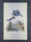 Audubon First Edition Octavo Print Plate No. 255 Belted Kingfisher