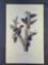 Audubon First Edition Octavo Print Plate No. 256 Ivory-billed Woodpecker