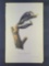 Audubon First Edition Octavo Print Plate No. 259 Phillips Woodpecker