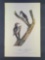 Audubon First Edition Octavo Print Plate No.260 Maria's Woodpecker