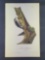 Audubon First Edition Octavo Print Plate No. Plate 261 Harris's Woodpecker
