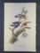 Audubon First Edition Octavo Print Plate No.263 Downy Woodpecker