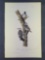 Audubon First Edition Octavo Print Plate No. 264 Red-cockaded Woodpecker