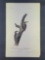 Audubon First Edition Octavo Print Plate No. 269 Banded three-toed Woodpecker