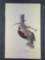 Audubon First Edition Octavo Print Plate No. 272 Lewis' Woodpecker