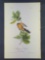 Audubon First Edition Octavo Print Plate No. 277 Mangrove Cuckoo