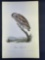 Audubon First Edition Octavo Plate No. 29 Passerine Day Owl