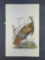 Audubon First Edition Octavo Print Plate No. 287 Wild Turkey