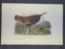 Audubon First Edition Octavo Print Plate No. 288 Wild Turkey (Female)