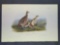 Audubon First Edition Octavo Print Plate No.289 Common American Partridge