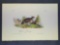 Audubon First Edition Octavo print Plate No. 292 Welcome Partridge