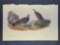 Audubon First Edition Octavo print Plate No. 295 Dusky Grouse
