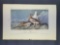 Audubon First Edition Octavo Print Plate No. 301 Rock Ptarmigan