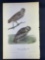 Audubon 1st Edition Octavo Plate No. 31 Burrowing Day-Owl
