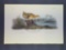 Audubon First Edition Octavo Print Plate No. 307 Yellow-breasted Rail