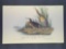Audubon First Edition Octavo Print Plate No. 310 Clapper Rail or Salt Water Marsh Hen