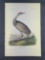 Audubon First Edition Octavo Print Plate No. 314 Whooping Crane