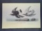 Audubon First Edition Octavo Print Plate No. 322 Townsend's Surf Bird