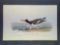 Audubon First Edition Octavo Print Plate No. American Oyster Catcher