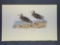 Audubon First Edition Octavo Plate No. 329 Pectoral Sandpiper