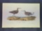 Audubon First Edition Octavo Plate No. 334 Long Legged Sandpiper