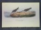 Audubon First Edition Octavo Plate No. 353 Semipalmated Sandpiper