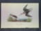 Audubon First Edition Octavo Plate No. 341 Wilson's Phalarope