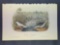 Audubon First Edition Octavo Plate No. 342 Spotted Sandpiper