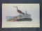 Audubon First Edition Octavo Plate No. 346 Greenshank