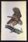 Audubon First Edition Octavo Plate No. 36 Barred Owl