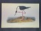 Audubon First Edition Octavo Plate No. 354 Black Neck Stick