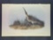 Audubon First Edition Octavo Plate No. 356 Hudsonian Curlew