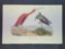 Audubon First Edition Octavo Plate No. 359 Scarlet Ibis