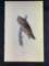 Audubon First Edition Octavo Plate No. 37 Long-eared Owl