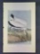 Audubon First Edition Octavo Plate No. 361 Wood Ibis