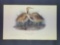 Audubon First Edition Octavo Plate No. 365 American Bittern